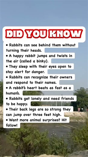 10 Rabbit Superpowers You Never Knew!