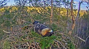 Webcam at the Golden Eagles Nest, Latvia