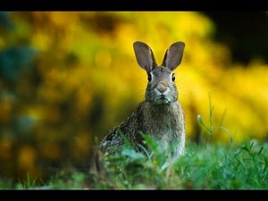 FUNNY RABBIT NATURAL SOUNDS