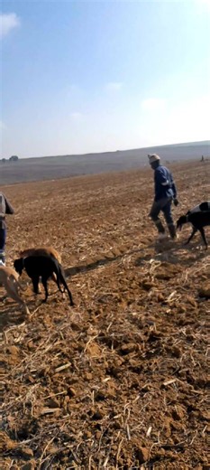 Greyhound and Amadela Buthongo: Speedhound Amaphisi Abazingeli