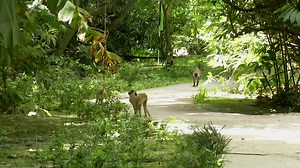 Debra Branker of Welchman Hall Gully shares some tips with BGIS' Shamkoe Pilé on how to deter monkeys. Stay tuned to learn additional tricks from others in this field. Filmed and Edited by Stephanie St. HIll | Barbados Government Information Service