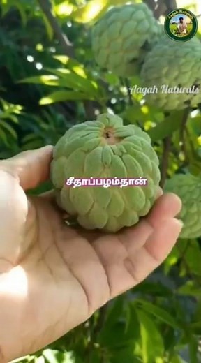 Custard Apple Planting at Home | Easy Growing Tips 🌱🍏