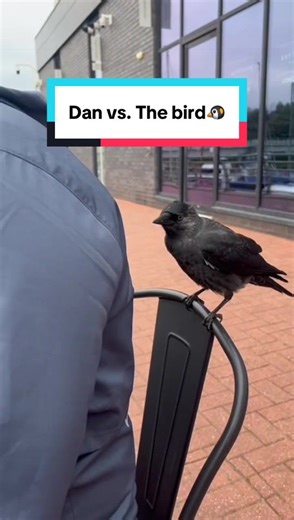 Hilarious Argument with a Bird in Cardiff