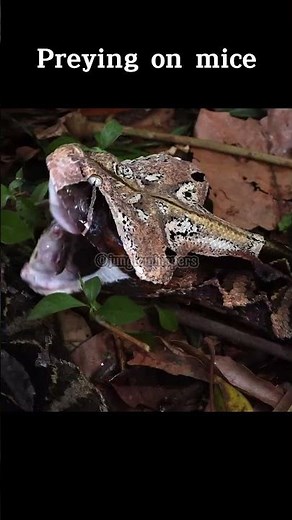 Preying on mice | #animals #animalshorts #nature #wildlife