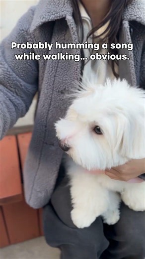 Probably humming a song while walking… obvious 🤍🐾 #PetCare #HealthyPets