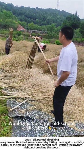 Traditional Flail Threshing – Beating Rapeseed Pods by Hand 🌾