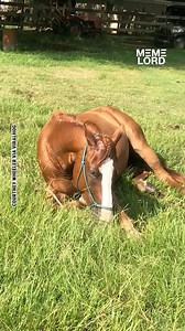 2.2M views · 33K reactions | The horse tried to play it off  | Meme Lord | Facebook