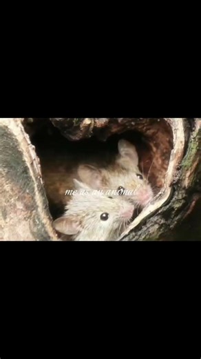 #cute #aesthetic #itgirl #adorable #mouse #animal #me