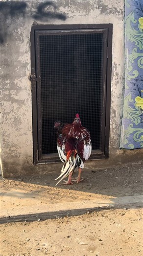 Sindhi #aseel #aggressive #murga 🔥🔥✌️