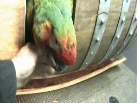 Ultimate Macaw Wine Barrel Nest Box Pt2 Cut in door & pre set up examination 'of 4