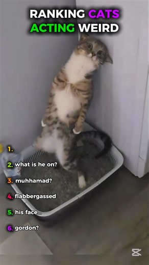 Cats Acting Weird🤣