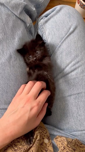 Heidi Wrangles Cats | Happy Caturday from our texture family ❤️ I’ve gotten a few adoption applications for both them and the Laughter babies, but it will be at... | Instagram