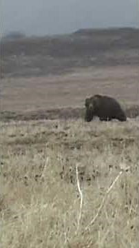 MASSIVE 10 FT brown bear on the Alaska Peninsula. #lightsout #hunting #brownbear #bearhunting