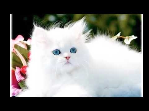 #قطط ألبوم صور قطط جميلة بيضاء بلون الثلج 😻
