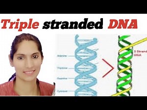 Triple Structure of DNA / H-DNA , Part 1 for Bsc, Msc, CTET, HTET, NET