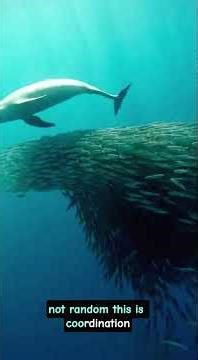 Dolphin The Herding Strategy #facts #dolphin #wildlife #fish #animals #shorts #education