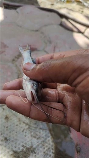 Meri pyari fish #fishing #ekmotahathighumechala #fish #viral #facts