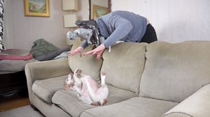 Dog loses it during alien mind-control prank