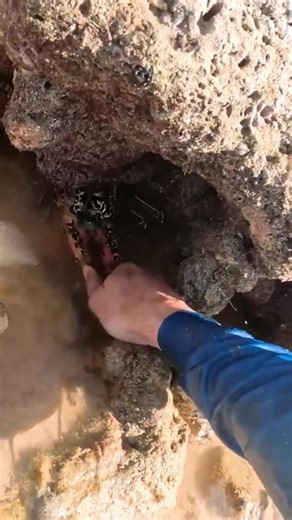 Giant Crayfish Catching Adventure