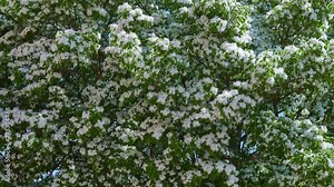 Chionanthus virginicus (white fringetree) is a tree native to the savannas and lowlands of southeastern United States, from New Jersey south to Florida, and west to Oklahoma and Texas.