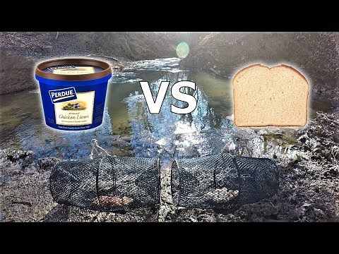 BEST Minnow Trap Bait - CHICKEN LIVER vs BREAD (which catches more?)