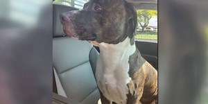 GRAPHIC: Police body-cam video shows moments before officer fatally shoots pit bull