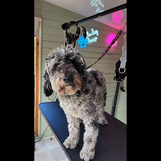 11 reactions | ✨ First Groom Vibes ✨ Meet Ralph  — a gorgeous...
