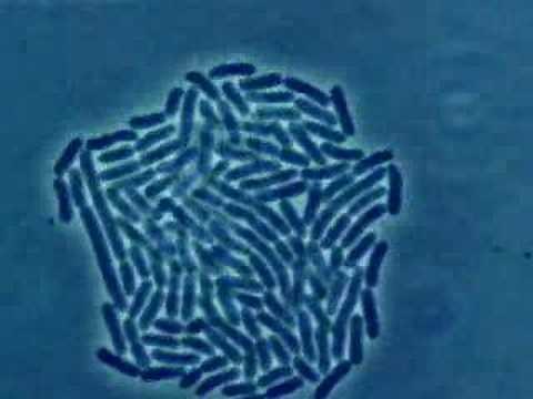 Bacteria Growth