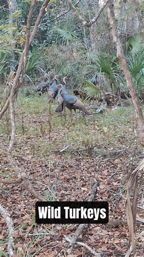 A Bachelor Group of Young Male Wild Turkeys | Calm Woodland Moment