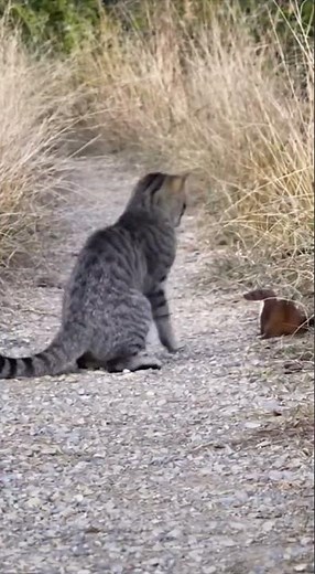 Weasel vs. Cat Showdown: Tiny Predator Takes on Feline! #viralvideo#naturevideo