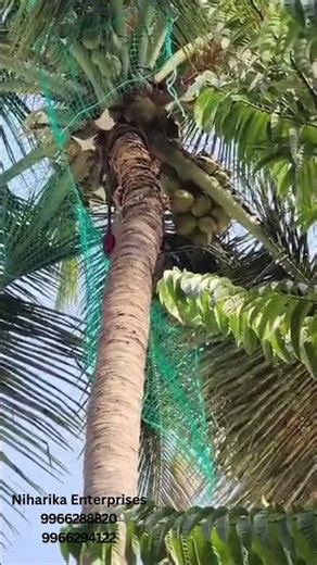 Coconut Tree Safety Net
