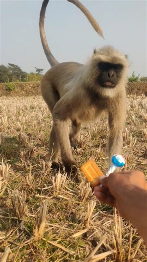Curious Wild Monkey Takes Candy in the Field 😲🐒 | Cute Monkey Close Encounter