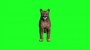 Hd Realistic Panther 3d Model Rotation Stock Footage Video (100% Royalty-free) 3774301501 | Shutterstock