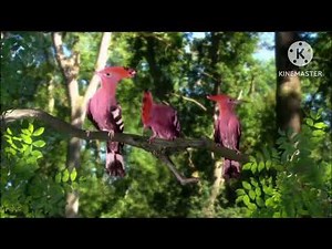 In The Night Garden Birds Compilation Reversed