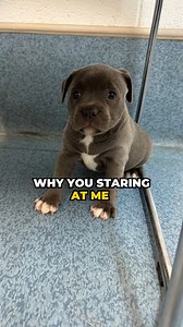 Why you staring at me 🤨 . . . . . . . . . . . . . . #cute #puppy #puppylove #staffy #staffordshirebullterrier #bestbreed | Happy Staffy Co.