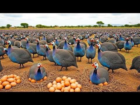GUINEA FOWL 🐓 The TRUTH about the GUINEA FOWL Industry that NO ONE Tells You