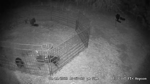 Lots of slamming and banging with this group of 9 we caught last night! | East Texas Hog Control