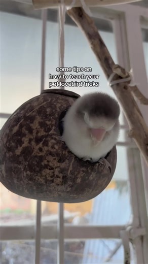 Tips for Training Lovebirds: Bonding, Diet, and Patience