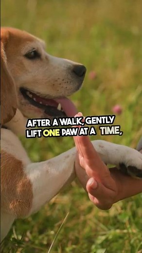 How to Clean Your Dog’s Paws 🐾 | Easy Guide