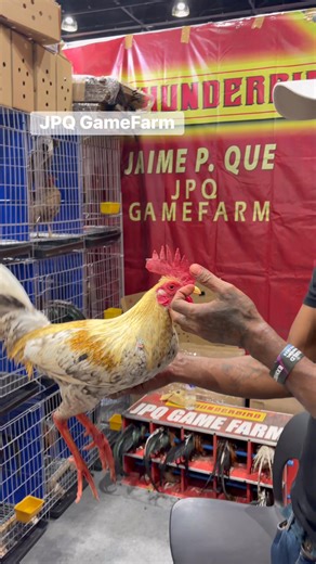 Sir Jaime P. Que / JPQ GFarm World GameFowl Expo 2026 WTC Pasay #ForBreedingpurposesOnly #noanimalscanharmedinthispost #ForEntertainmentPurposesOnly | Romualdo Del Mar