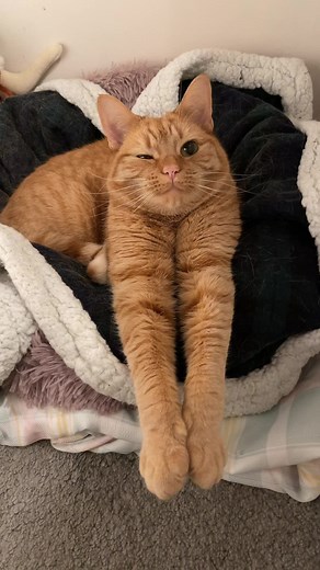 Cat Beans Chilling in Bed