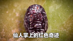 【中配】你所不知的盘中虫客 - Deep Look