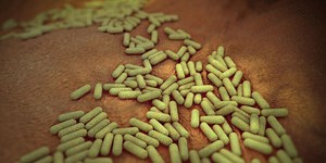 Urban humans have lost much of their ability to digest plants