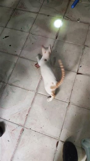 The Ghost Chase! 😼🔦 | Day 69