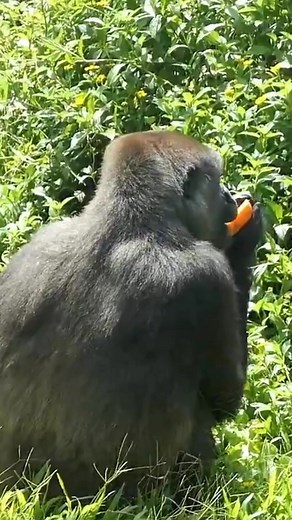 11 reactions | OMG cute moments of gorillas #gorilla #gorillaglue#gorillawear # animallover #animalrescue #gorillababy #gorillatrending #gorillatag #animalsofinstagram | animals 2 | Facebook