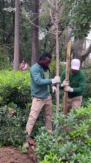 Parks and Gardens | The Maria Luisa Park and its surroundings incorporate 450 trees and 2,400 shrubs