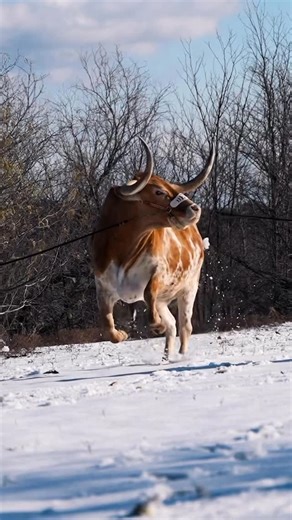 Texas Longhorns on Instagram: "hope y’all had as much fun today as Bevo in the snow 🤘❄️ #HookEm"