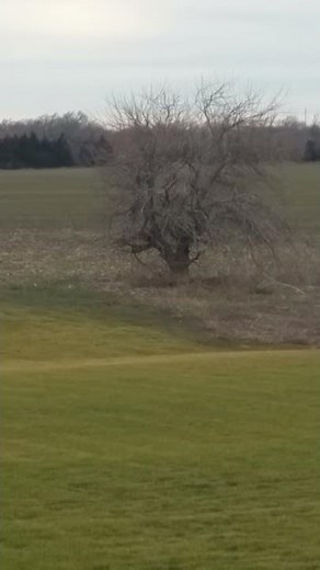 Coyotes attacking a rabbit in my backyard