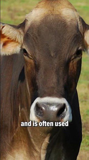 6 Breeds of Dairy Cows #shorts