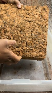 Soft sounds, slow soak, instant calm #asmr #satisfying #calm | Foraging Fosters
